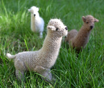 Alpaca