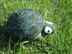 Bitty the Bashful Baby Turtle