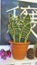 Big Sansevieria Snake Plant