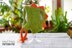Knitting Pattern Dragon dog hat for small dog Size XS