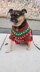 Cheer For the Elves Dog Sweater