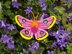 Eochroa Trimenii Butterfly