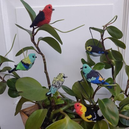 Tanagers