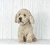 Havanese Dog