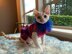 Sofie's Tiny Dog Knit "Party Dress"