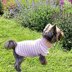 Dog sweater  “Creme stripes”