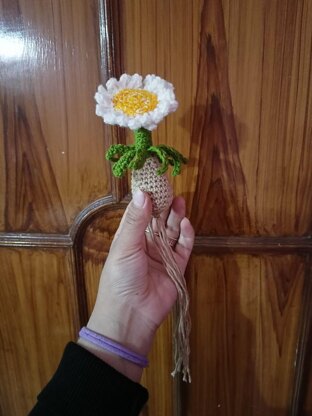 Daisy Bulb plant
