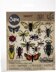 Sizzix Framelits Dies By Tim Holtz 14/Pkg - Entomology