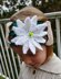 White Poinsettia Headband