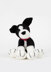 Deramores Shep the Border Collie PDF