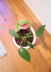 Frog Hanging Planter