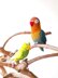 Fischer's Lovebird