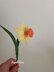 Mini Daffodil
