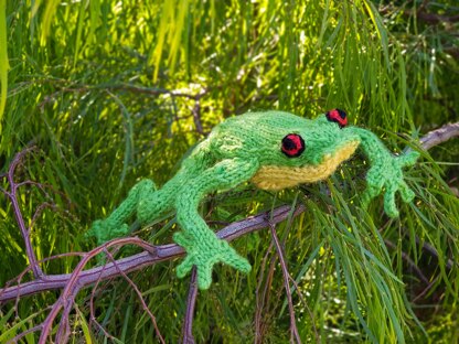 Australian Red Eyed Tree Frog