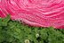 Lotus Pond