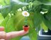Miniature potted daisy