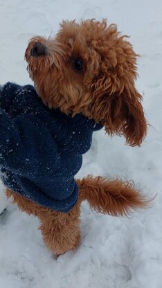 Dog Sweater Charlie No.1