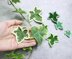 Variegated ivy leaves