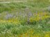 K848-Carrizo Plain shawlette
