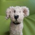 Toy poodle