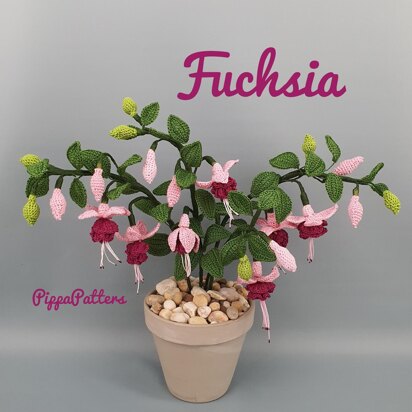 Fuchsia