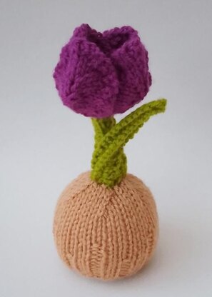 Tulip Chocolate Orange Cosy