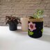 Clematis Pot Plant Cosy