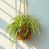 African Flower Plant Hanger