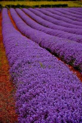 Lavender fields