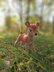 Amigurumi crochet Bambi Deer