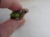 Oh, so tiny! Turtle