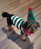 Elf Dog Sweater