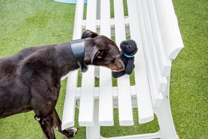 Peanut the Dog for Battersea