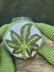 Mary Jane Leaf Stash Jar Bear