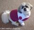 Crochet Pattern dog coats  #247