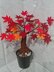 Crochet Maple tree Bonsai