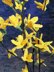 Easter tree yellows bells flower twig Forsythia spring flower