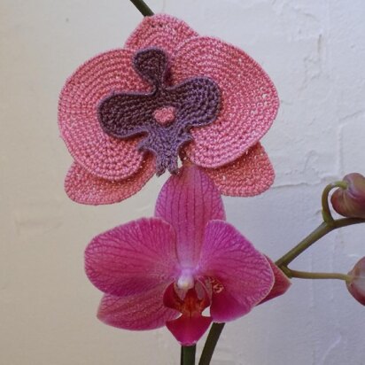 Exotic flowers: Orchid