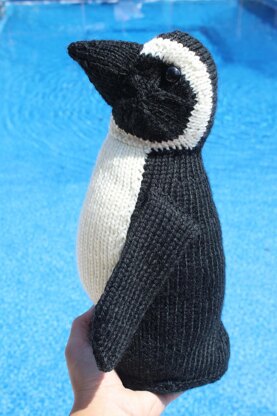 African Penguin