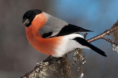 Bullfinch Mittens