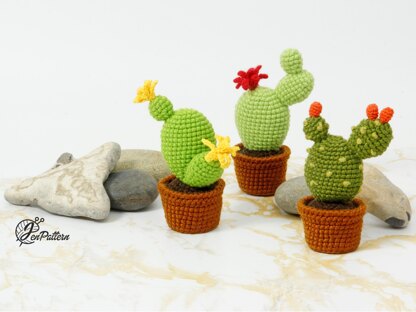 Cactus Collection