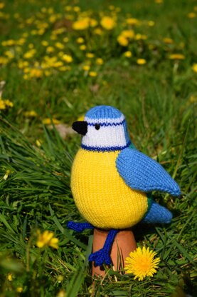 Beverley the Blue Tit
