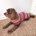 Easy-Peasy Pup Knit