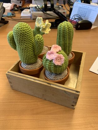 mini cactusjes
