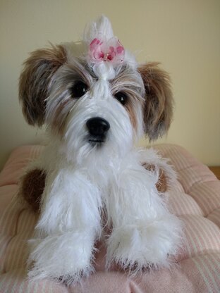 Shih Tzu