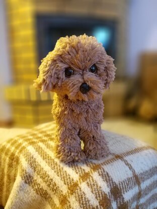 Poodle dog standing