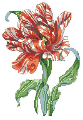 Striped Parrot Tulip - PDF