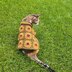 Sunflower Pet Sweater
