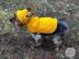 Small Dog Hoodie Sweater