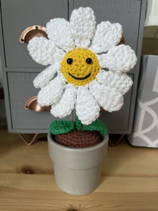 Potted Daisy